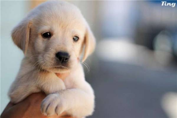謝る衝動スポーツ犬痙攣原因 Liberalism Jp