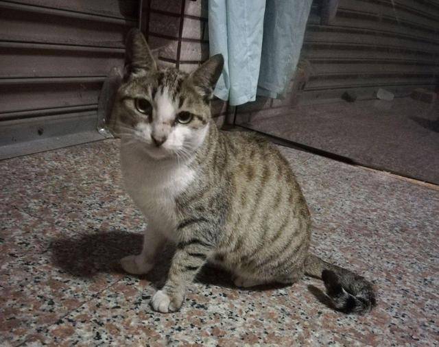 猫咪流浪猫妈入屋讨食被关起来，3只小猫组队上门：快放了我们妈妈！