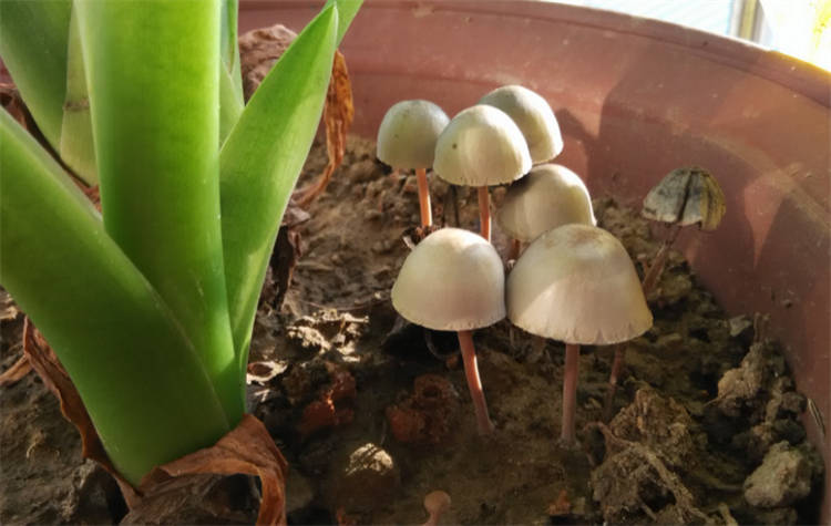 花盆里长蘑菇怎么办