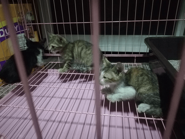 猫咪流浪猫妈入屋讨食被关起来，3只小猫组队上门：快放了我们妈妈！