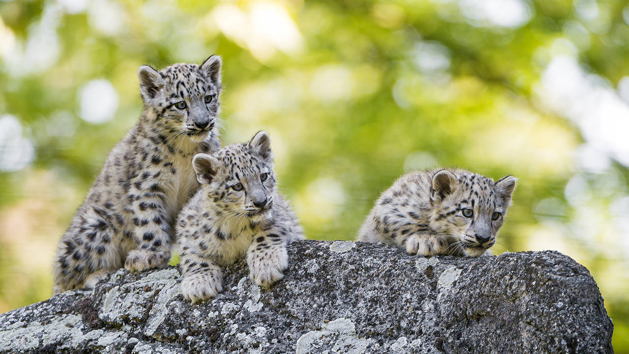 比如天敌,环境,猎物等等,要想成功长大,离不开母雪豹的精心照料