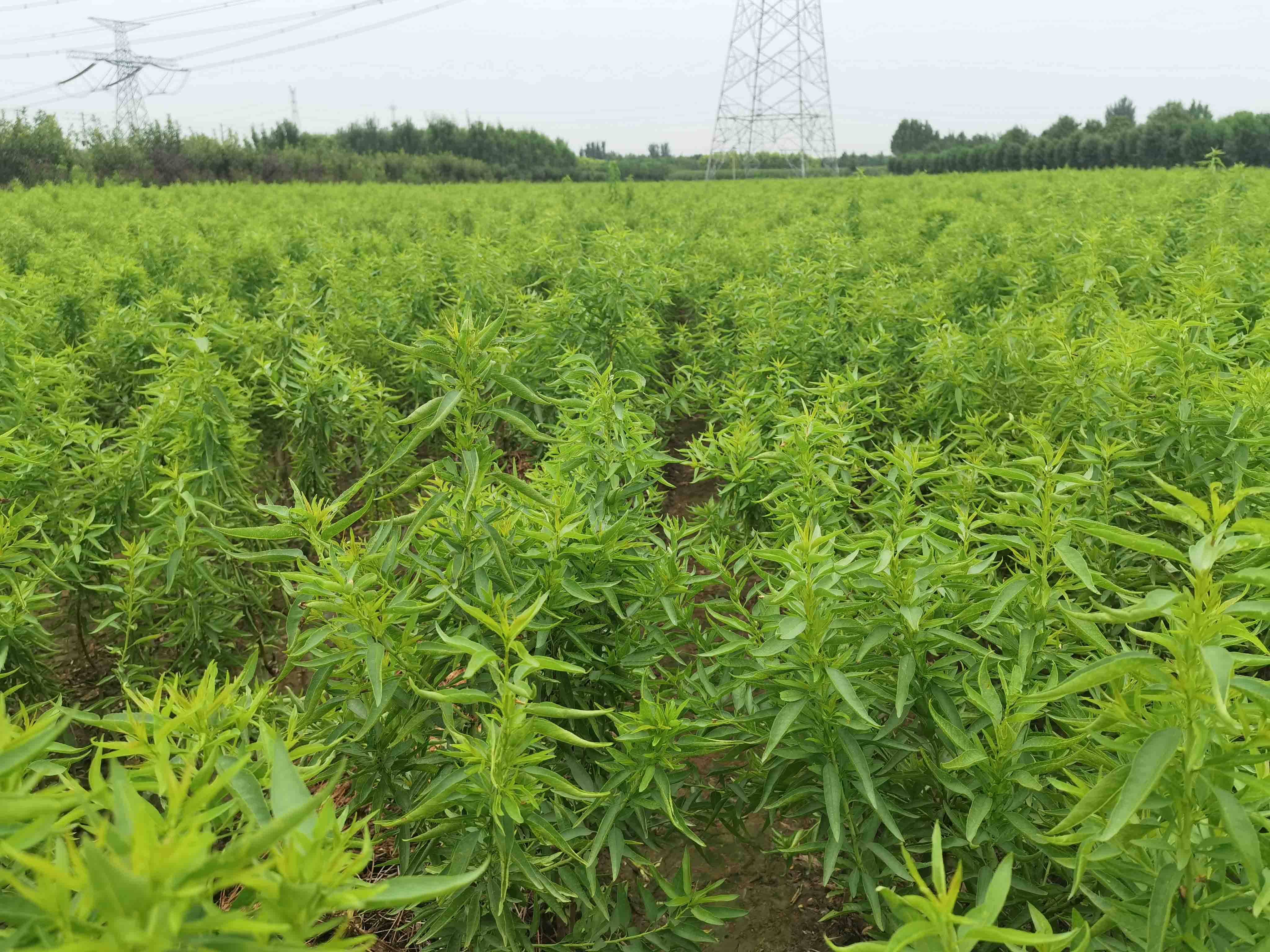 我国有没有巴旦木种植的地方,什么地方适合种植