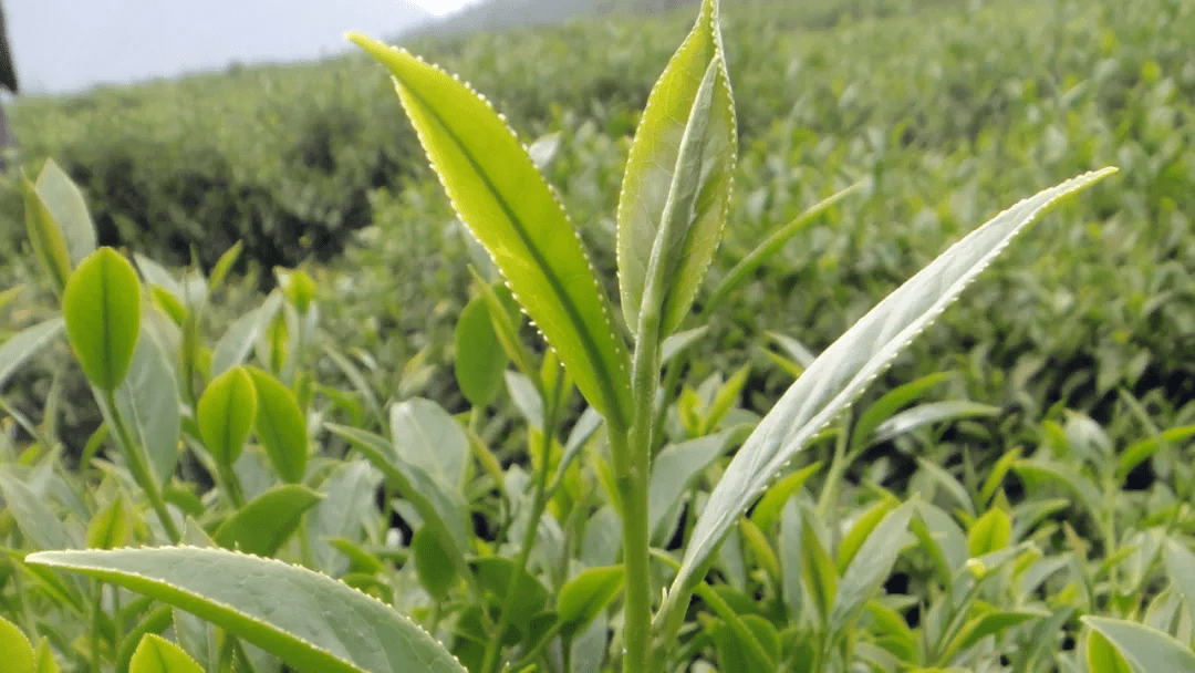 茶园|【国家AAA级景区】腾冲马站高山乌龙茶景区