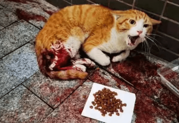 梦境迷雾，解读梦见自己的宠物猫在高空飞机上坠落的深层含义