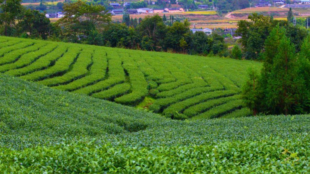 茶园|【国家AAA级景区】腾冲马站高山乌龙茶景区