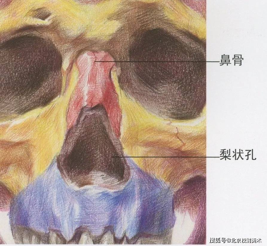 素描校尉美术：素描五官详解，看完这篇搞定素描头像！