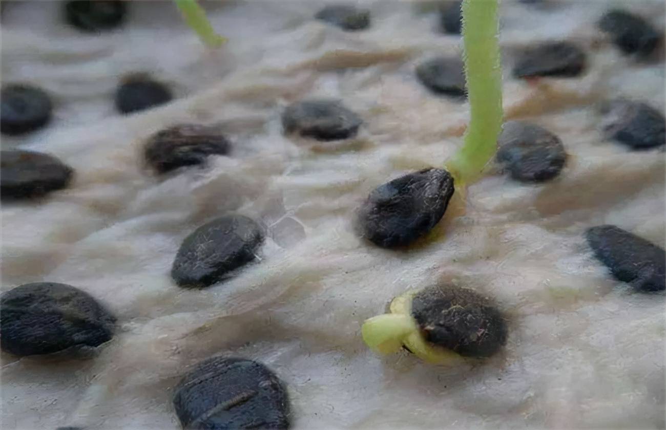 西瓜种子发芽怎么处理