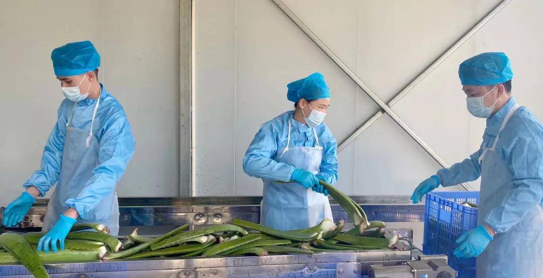 原料累计销售1000万只原液芦荟胶，寻荟记凭什么做到