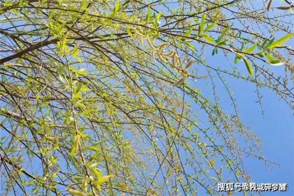 桃木也可避邪,清明节却都爱插杨柳枝,您看与观音菩萨有何关系?_民间