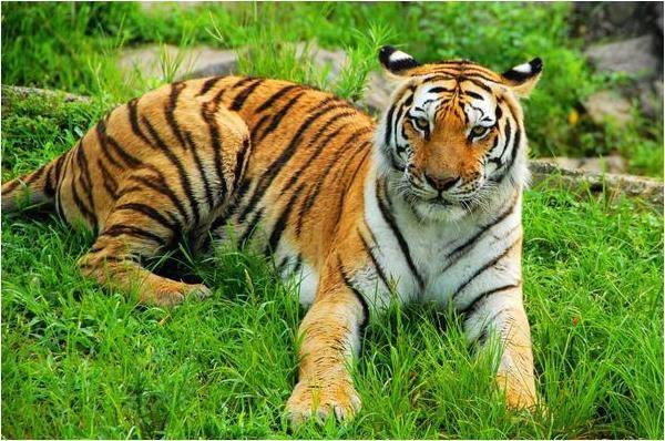 原创1974年生的肖虎人,前半生坎坷,50岁后财运丰隆,大富大贵