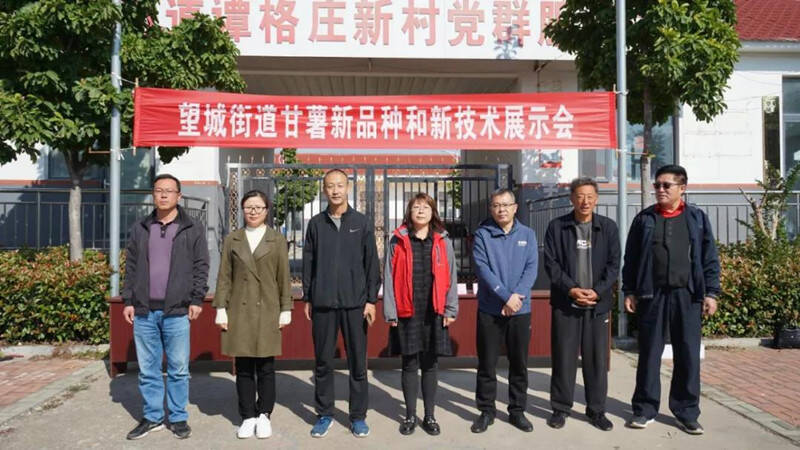 "小甘薯 多品种 大甜头"——莱西市望城街道召开甘薯新品种和新技术