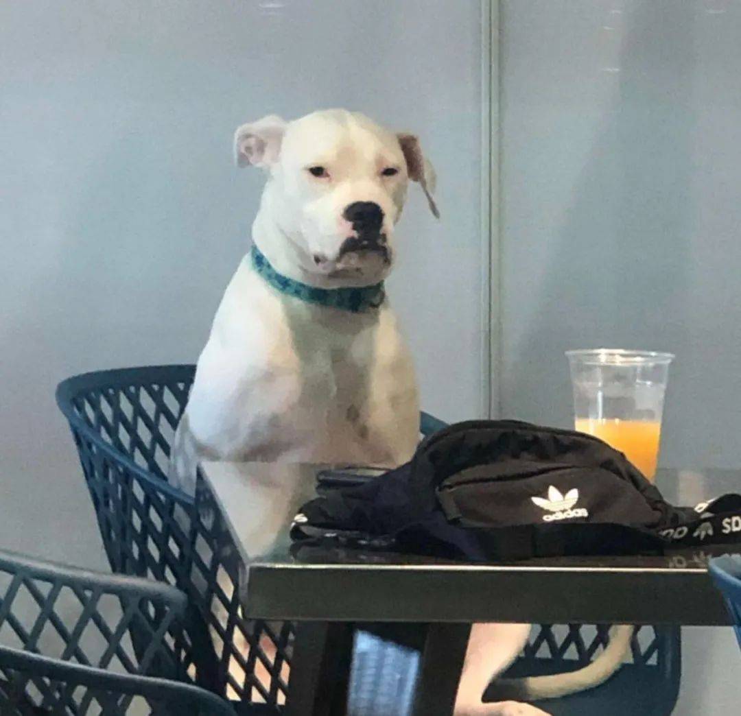 狗子们的悲喜并不相通 我只觉得它们吵闹 Pogo 全网搜