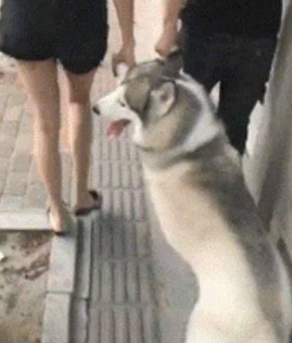 因为一脸羞耻的二哈，被主人这样带上街，汪：我不要面子的啊！