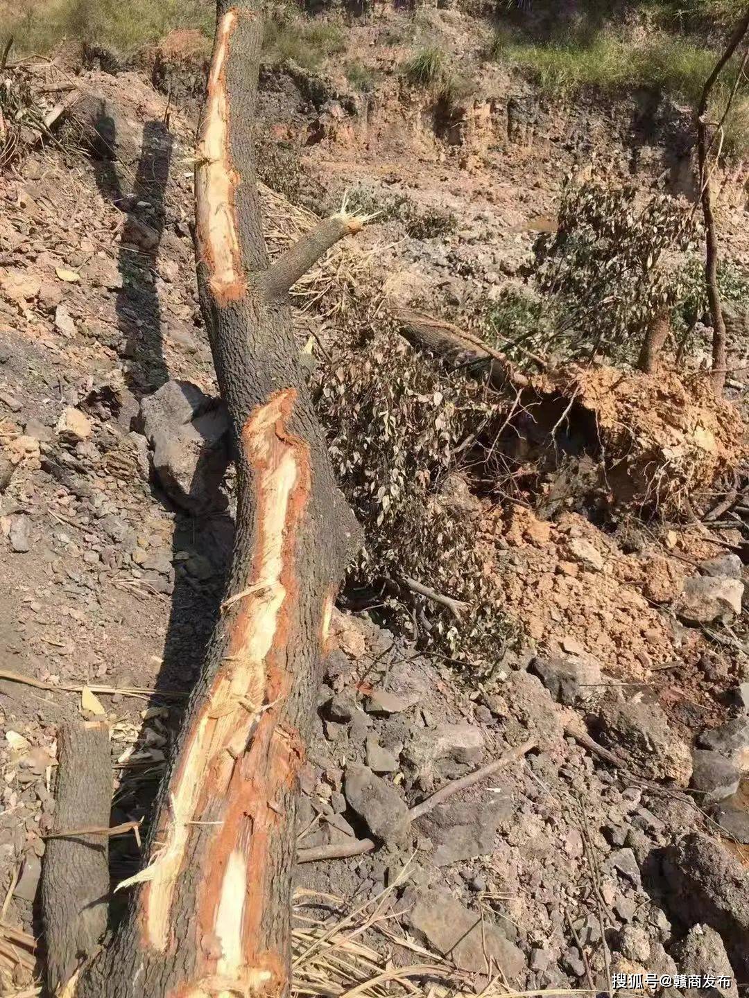 高安市建山镇政府混淆办证概念 默许砖厂毁林偷采(图4) 高安市建山镇政府混淆办证概念 默许砖厂毁林偷采(图4)