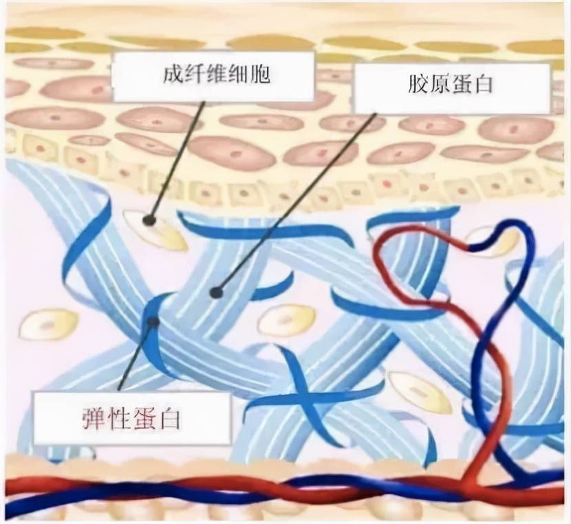 方法专家：补充胶原蛋 白的最好方法是什么？蛋白胶原肽你值得拥有！