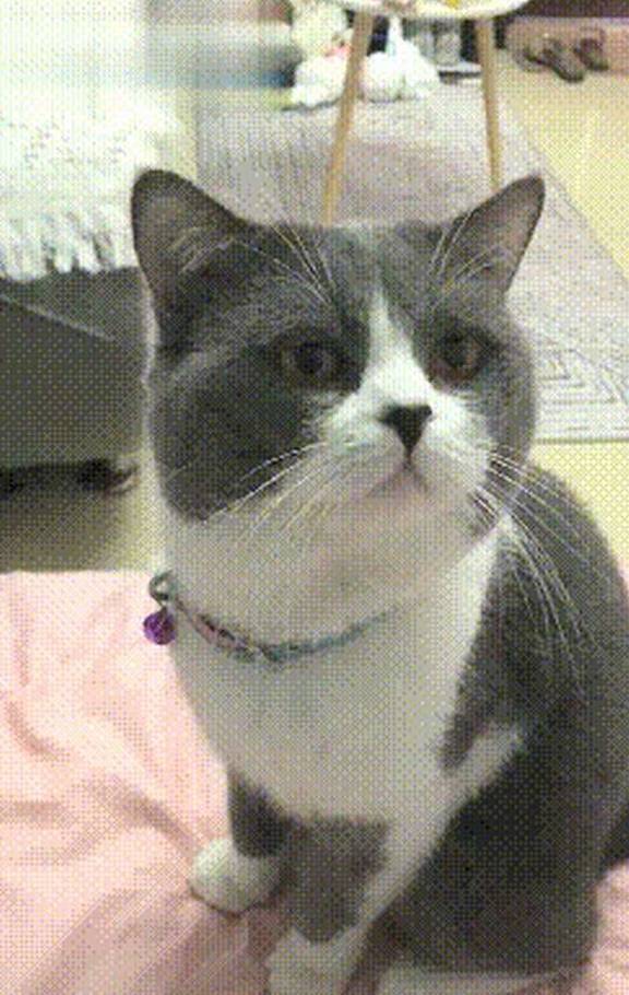 美国中国正宗狸花猫成功攻陷美国猫奴,网友:让全世界人吸中国猫!