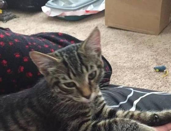 美国中国正宗狸花猫成功攻陷美国猫奴,网友:让全世界人吸中国猫!