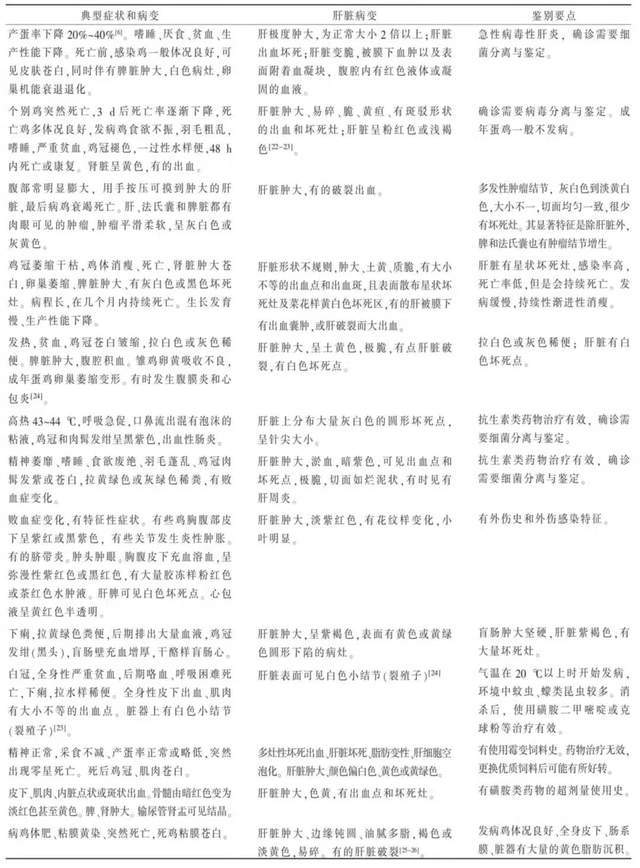 肝脏|造成蛋鸡肝脏破裂出血的常见疾病诊断