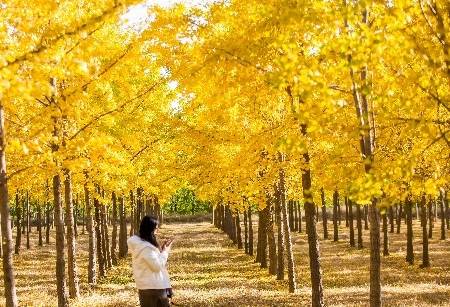 济南黄河滩的银杏林又到了最美的时候，赏秋正当时，周末来打卡吧