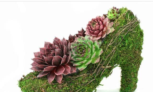 原创养多肉也需要多折腾,叶插的花友忙着做拼盘,大神痴迷嫁接和造型