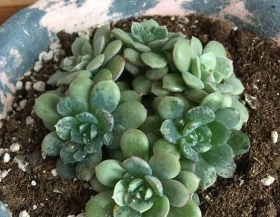 多肉植物被冻伤 如何处理才能救活 叶片 全网搜