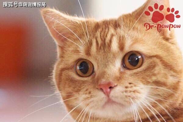 普安特:猫咪肝炎是如何导致的?如何判断猫肝炎的症状_主人- 全网搜