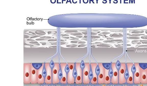 方法|“尿蛋白”无法转阴怎么办？2个“办法”许有助于延缓“肾衰”