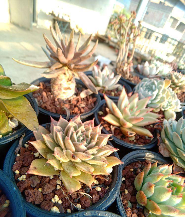 多肉露养的真正含义你了解嘛 并没有那么简单 植物 全网搜