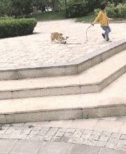 女网友小女孩“佛系遛狗”，身后的柯基急了：小主人，你忘记给我栓绳了