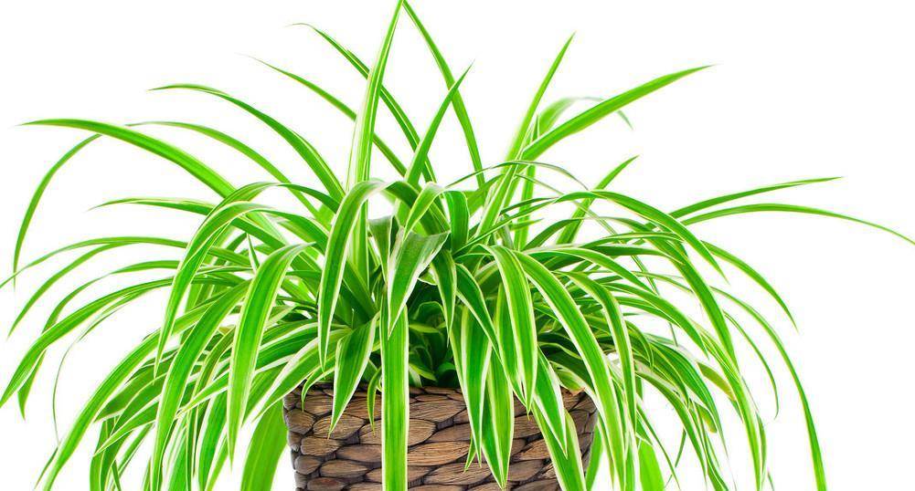 原创常见吊兰大集合,来看看你最喜欢哪一种