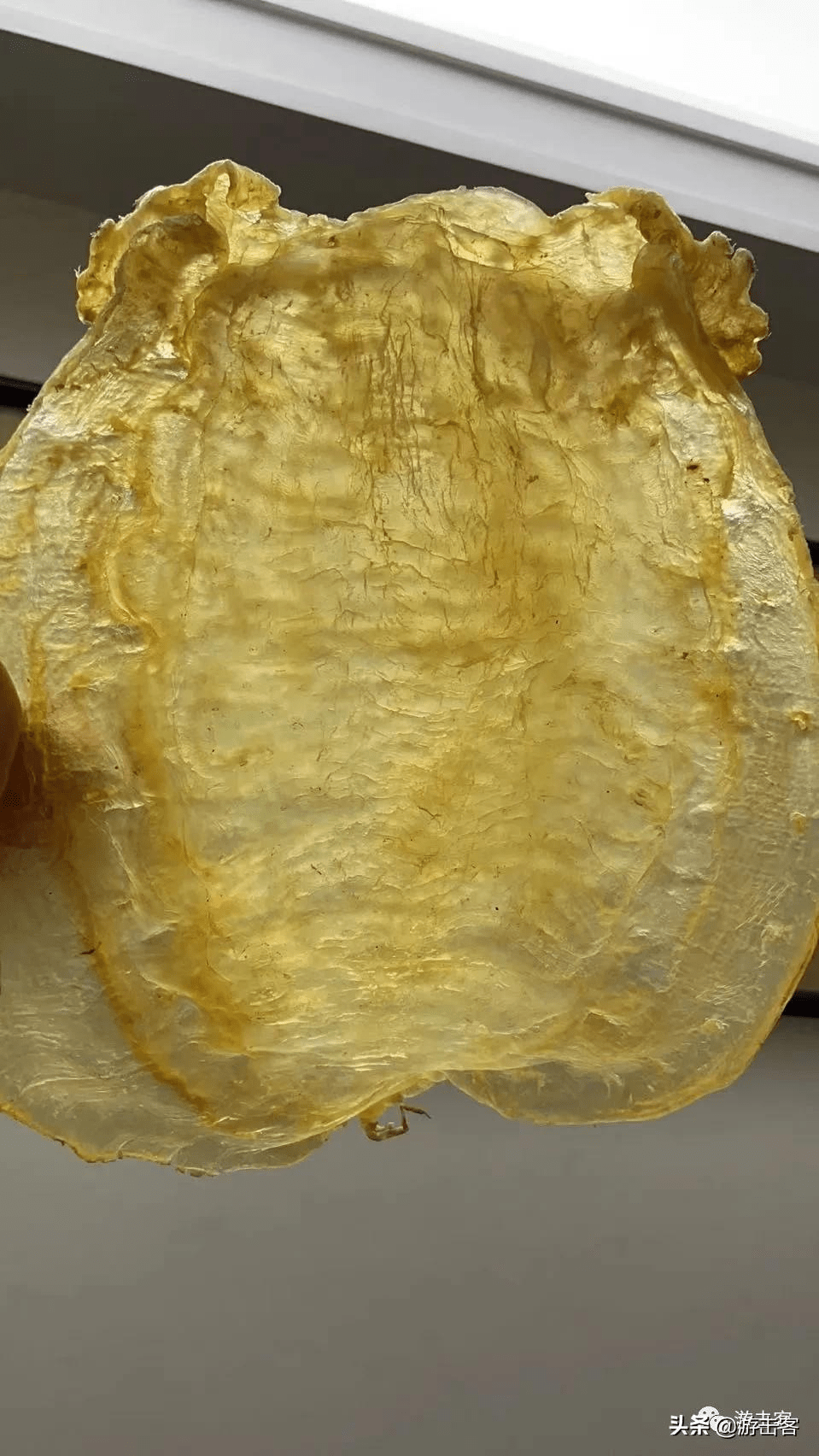 鱼胶辨识之拼接合成鱼胶