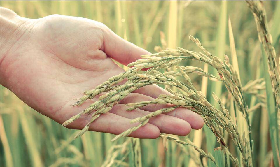 马蜂窝治什么病有什么功能 2c7ebbf31c9d47648b0366d28e0e992b.jpeg