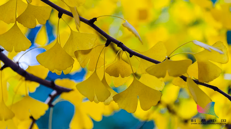 毒性|当心！路边常见的这东西有毒，千万别随意&amp;quot;碰&amp;quot;！严重可致命