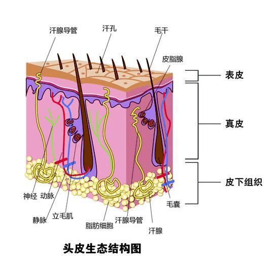 因为护理头皮的发膜？它是如何做到的？