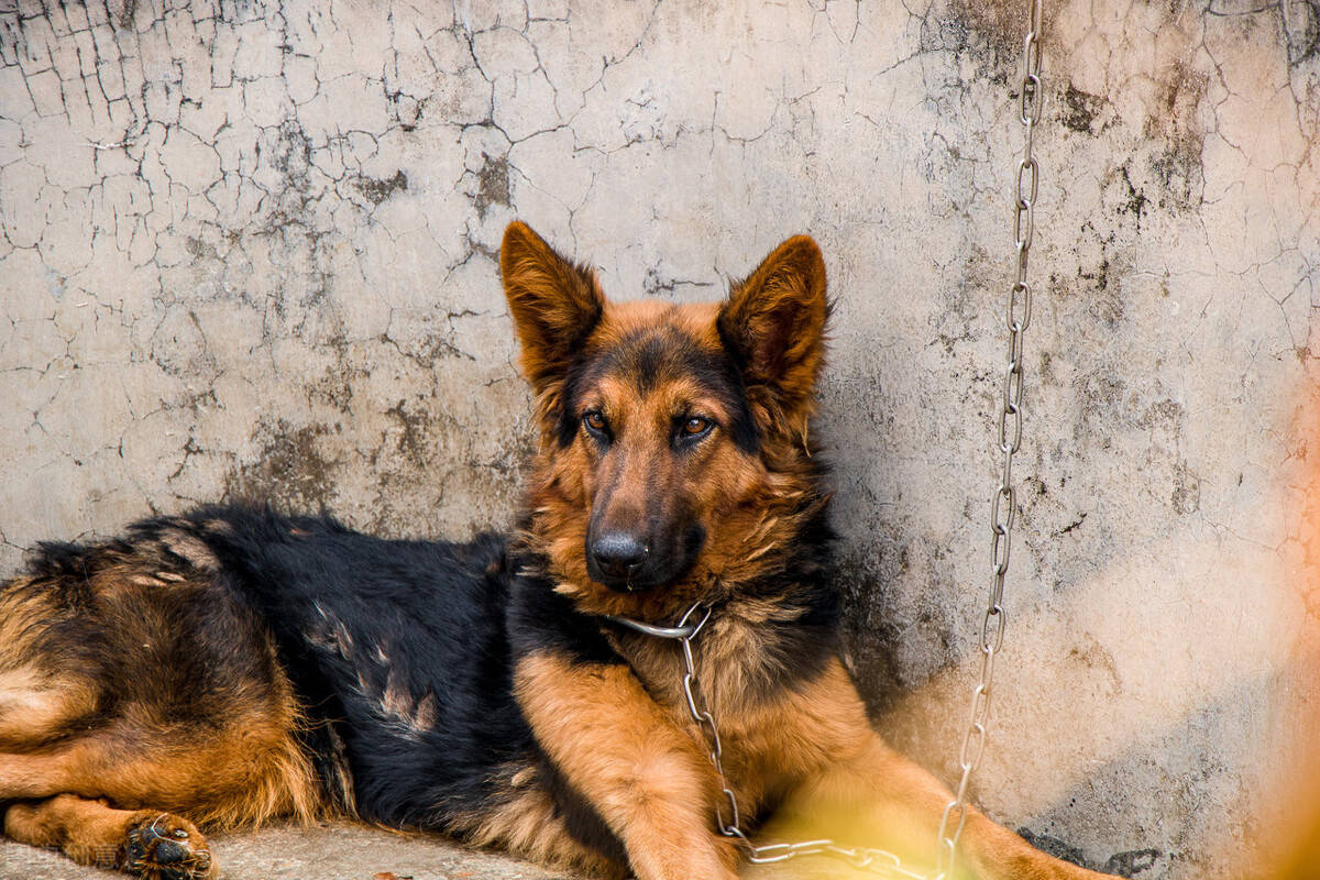养狗须知 三岁的德牧后腿瘸了是什么原因 缺钙 新闻时间