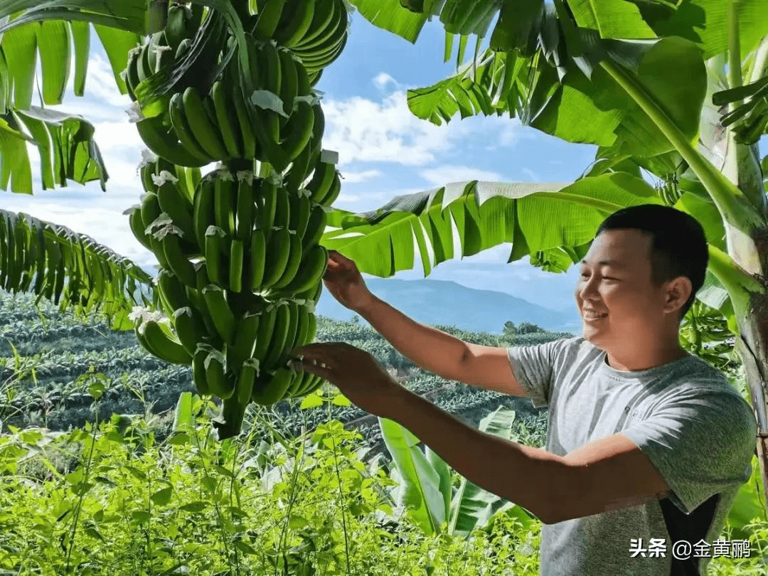 湾甸人口_云南昌宁湾甸:蕉香四溢助农增收