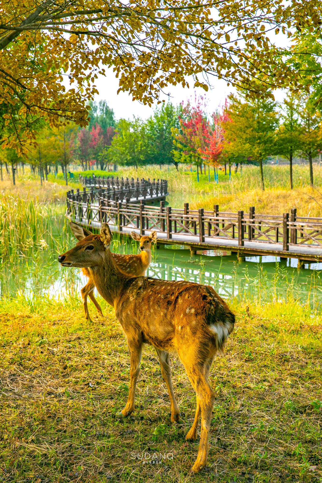 去了江苏泗洪，突然觉得日本奈良不香了！小鹿和红枫令人心动不已