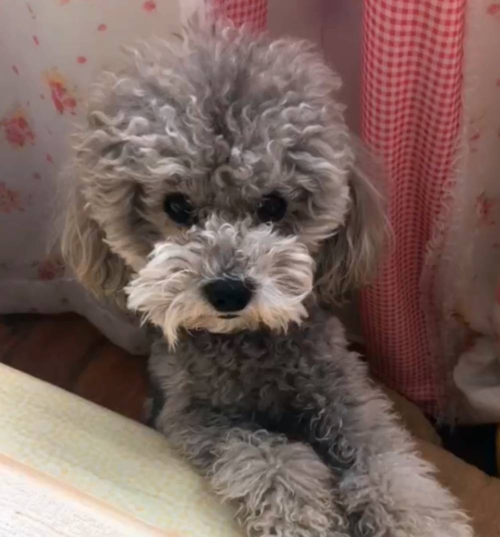 小区|小卖部泰迪不让顾客买零食,奶奶:人家给你送钱来了,你还咬人家