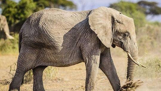 大象的天敌是谁，大象有天敌吗