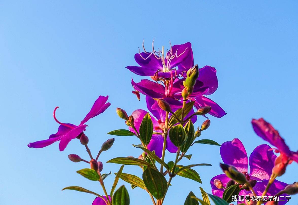 一花一世界一葉一菩提奇花異草巴西野牡丹花語文化賞花遊