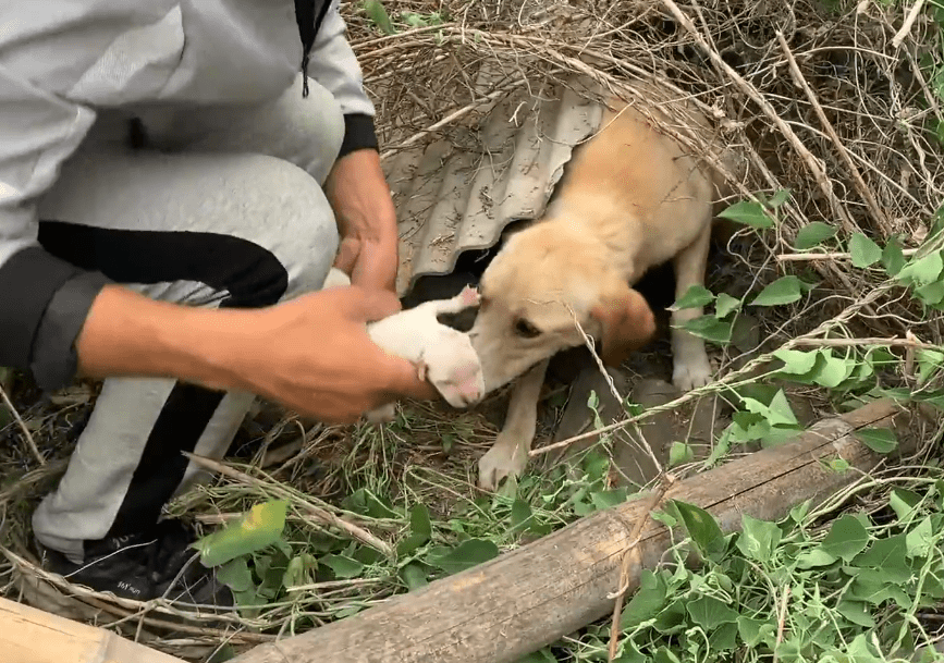 河北 怀孕拉布拉多被卖狗肉车 遭遇背叛的狗狗 获救后将新生小狗藏在草地里 小伙 全网搜