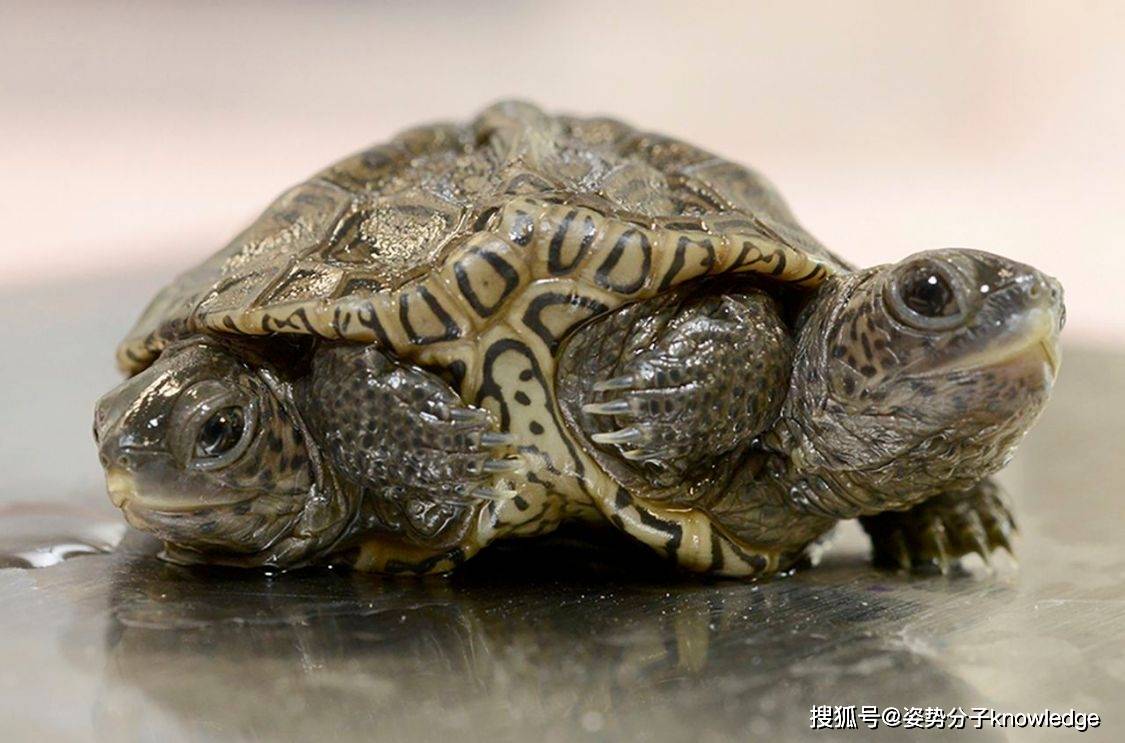 成精了？美国出现双头龟，活得还挺好！_搜狐网, image size:1125x743