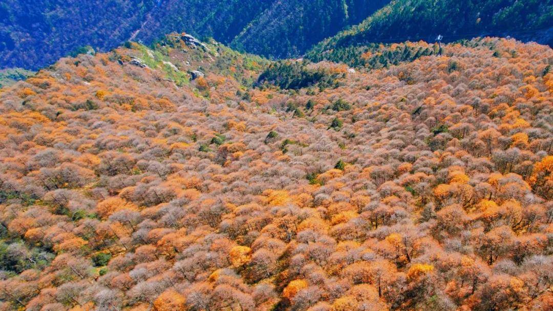 阳光|短暂的秋，却把太白山渲染到了极致