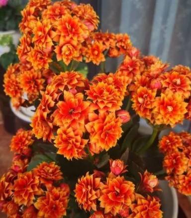 农历9月11日寒露后 养什么花 以下3种花 和和美美家庭和睦 龙的