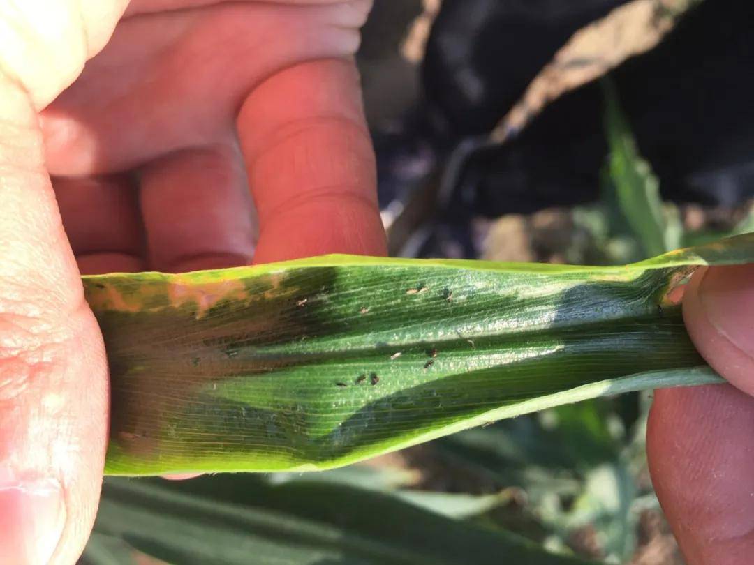 大姜蓟马五,及时补充中微量元素抽膜后,大姜处于三股叉期,进入快速