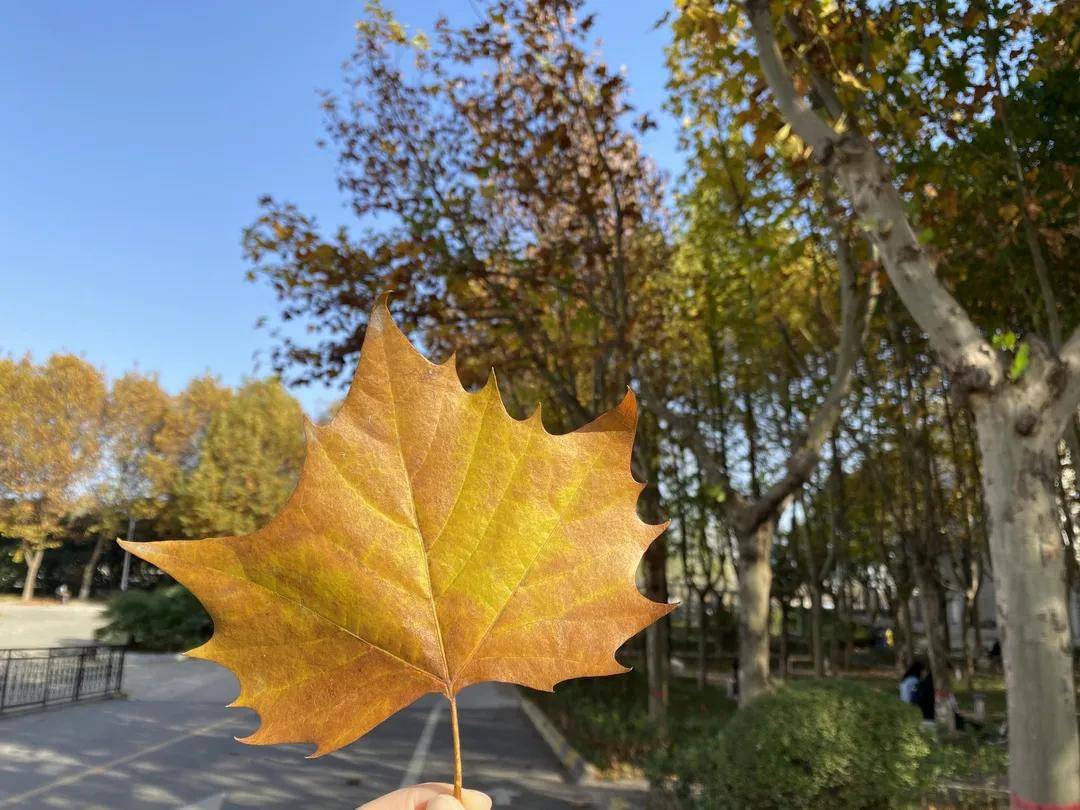 风是|西安翻译学院的风，是什么味道？