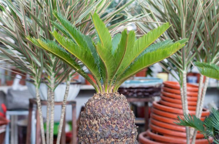 苏铁属于什么植物是裸子植物只结果不开花少有人知的冷知识