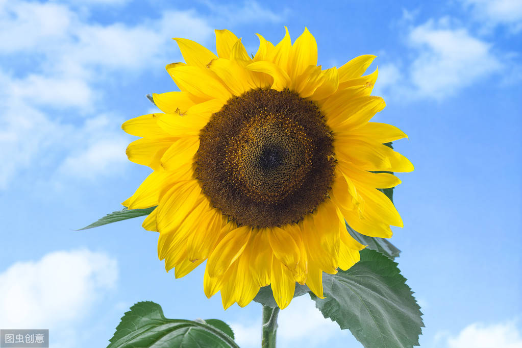 心理测试四朵太阳花哪一朵花更可爱测你后半年有什么改变