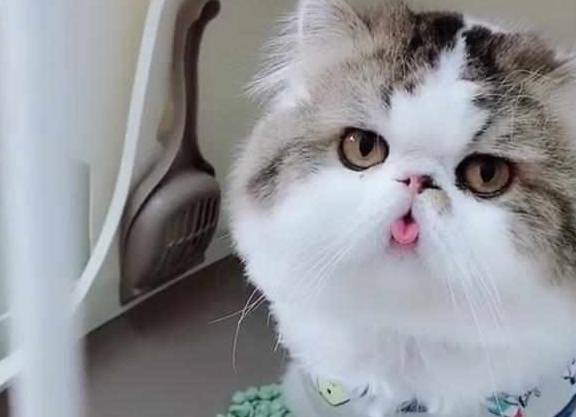 厕所加菲猫睡到一半起来上厕所，忘记把舌头收回去！主人笑哭！