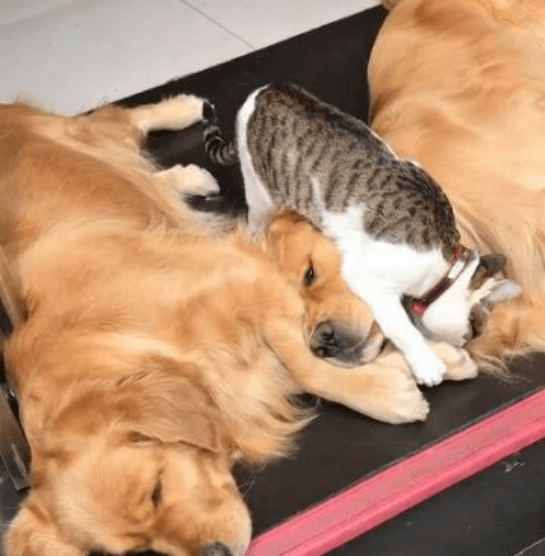 猫咪猫咪猛打脸惹怒金毛，翻身动作帅倒众人，汪：忍无可忍我就揍你！